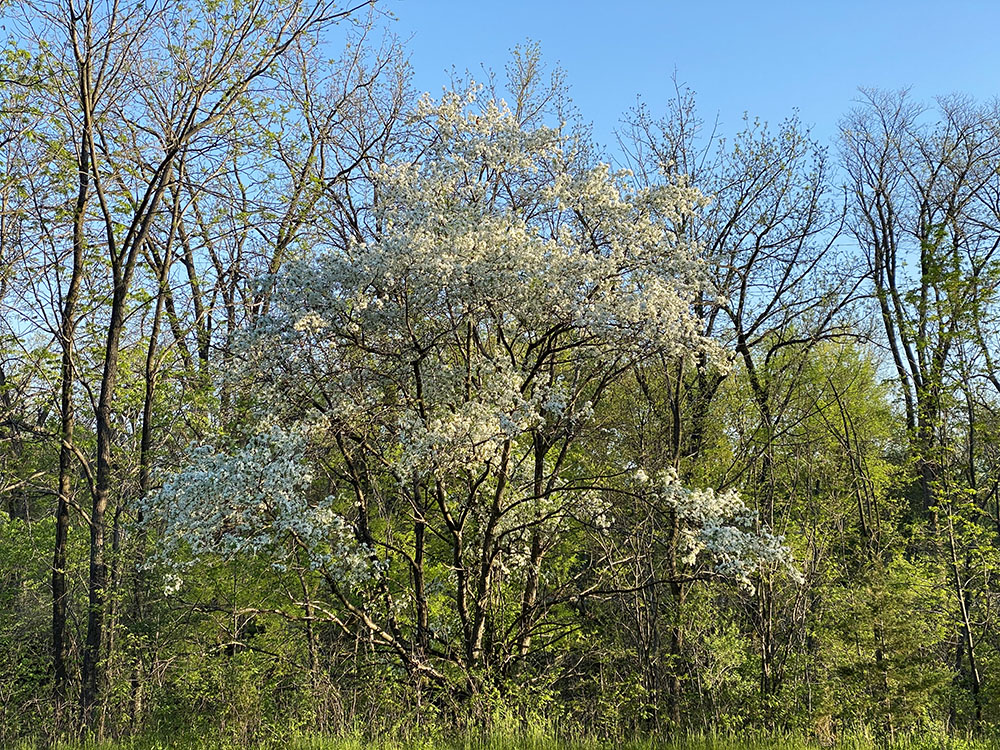 Flowering crab apple tree. Underwood Creek Parkway, Wauwatosa.