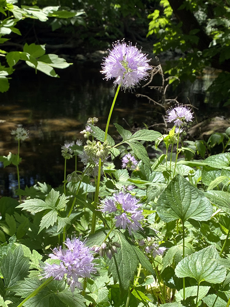 Virginia waterleaf: a rare spherical blossom.