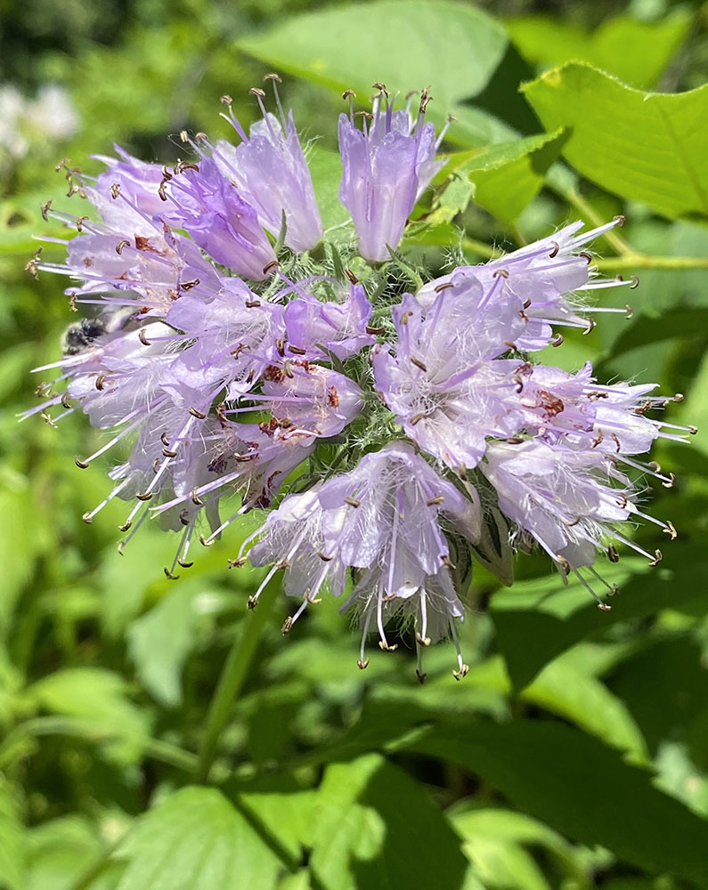 Virginia waterleaf blossom close up.