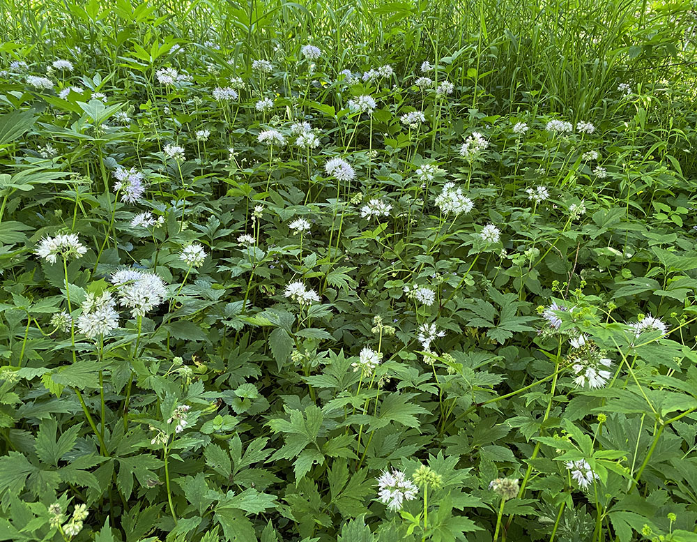 A colony of Virginia waterleaf in the woodland along the Menomonee River parkway.