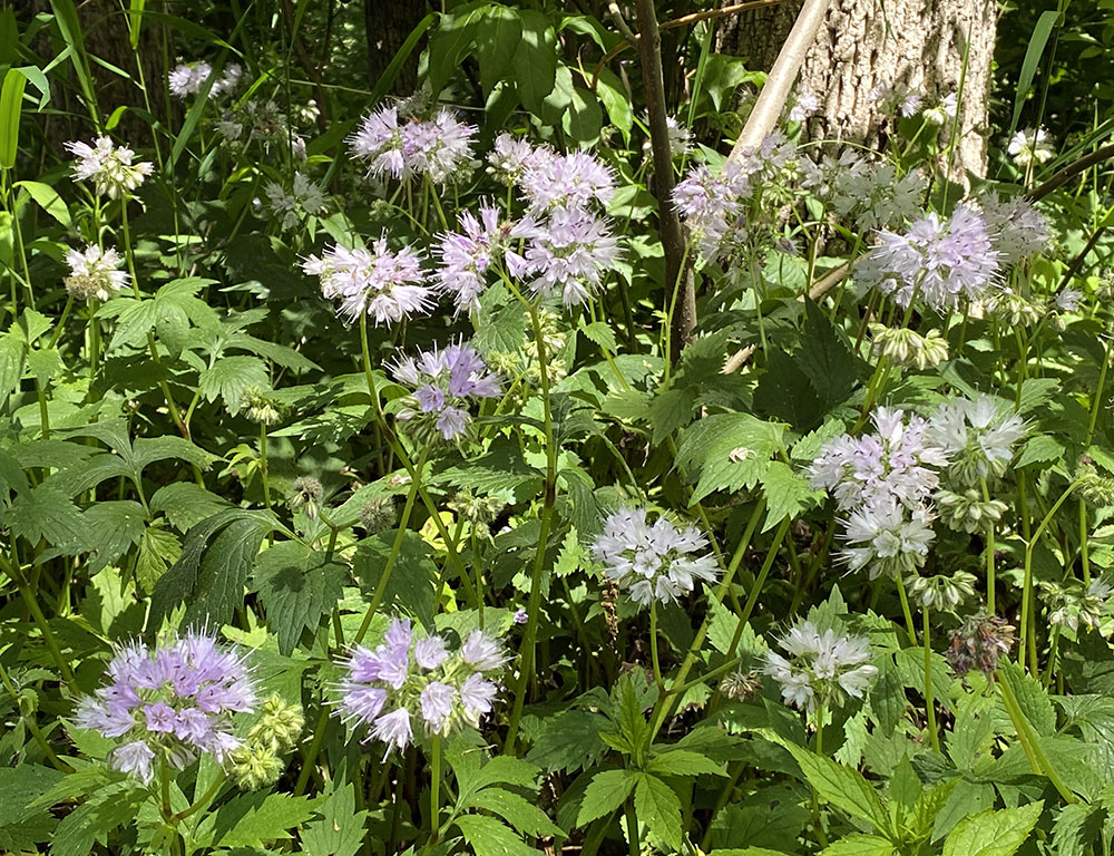 A patch of Virgina waterleaf next to the riparian trail along the Menomonee River.