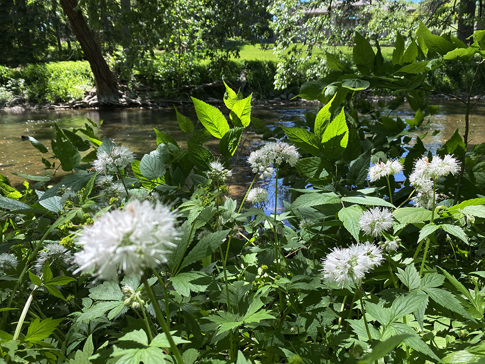 Like small explosions, Virginia waterleaf blossoms grace the edge of the Menomonee River.