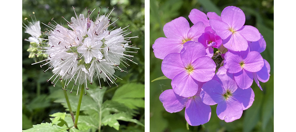 Virginia waterleaf and dame's rocket blossoms