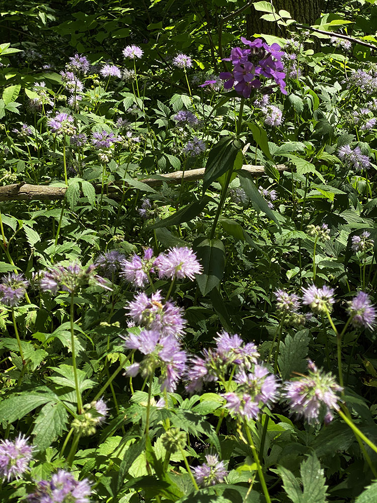 A dame's rocket blossom stands tall in a patch of Virginia waterleaf.