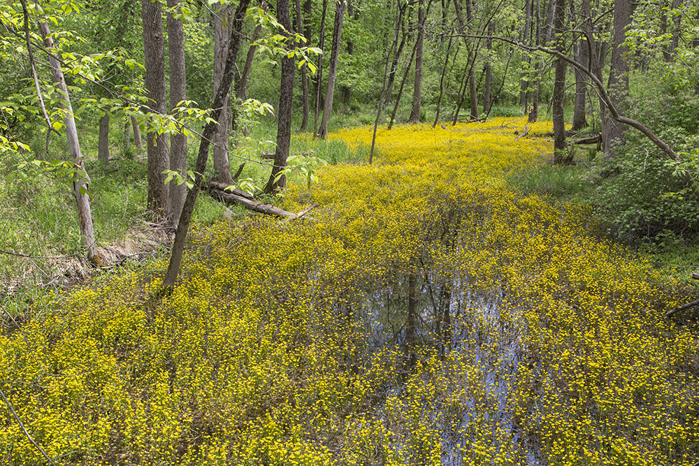 Buttercups in pond. Bubba's Woods, Menomonee River Parkway, Wauwatosa.