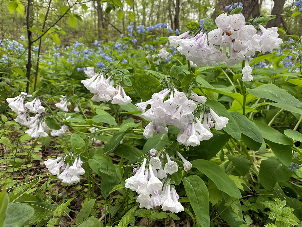 Like violets, you can't count on bluebells being only blue! Riverside Park, Milwaukee.