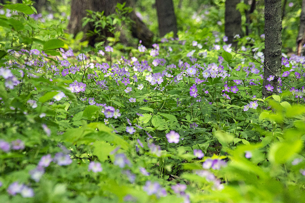 Wild geranium. River Bend Nature Center, Racine.