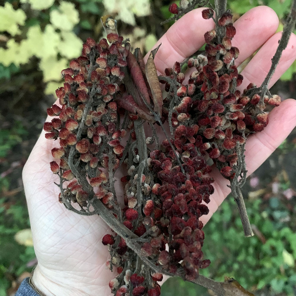 Sumac collected along the Beerline Trail in Fall 2021