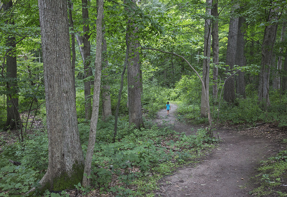 Although popular for its golf course and Cool Waters waterpark, about a third of 282.3-acre Greenfield Park in West Allis is devoted to natural habitats, including this large woodlot and a large lagoon.