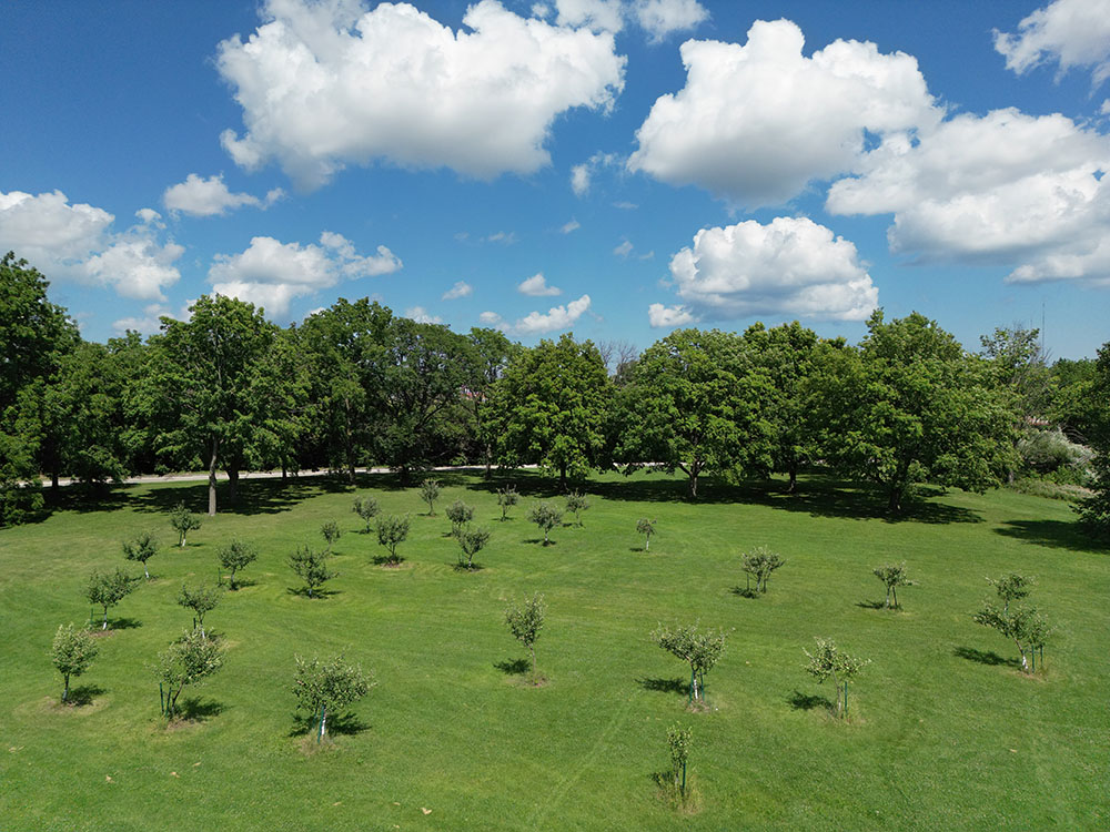 An aerial view of the organic orchard in 61-acre McGovern Park, Milwaukee. This park also has a significant woodland area, as well as a lagoon.