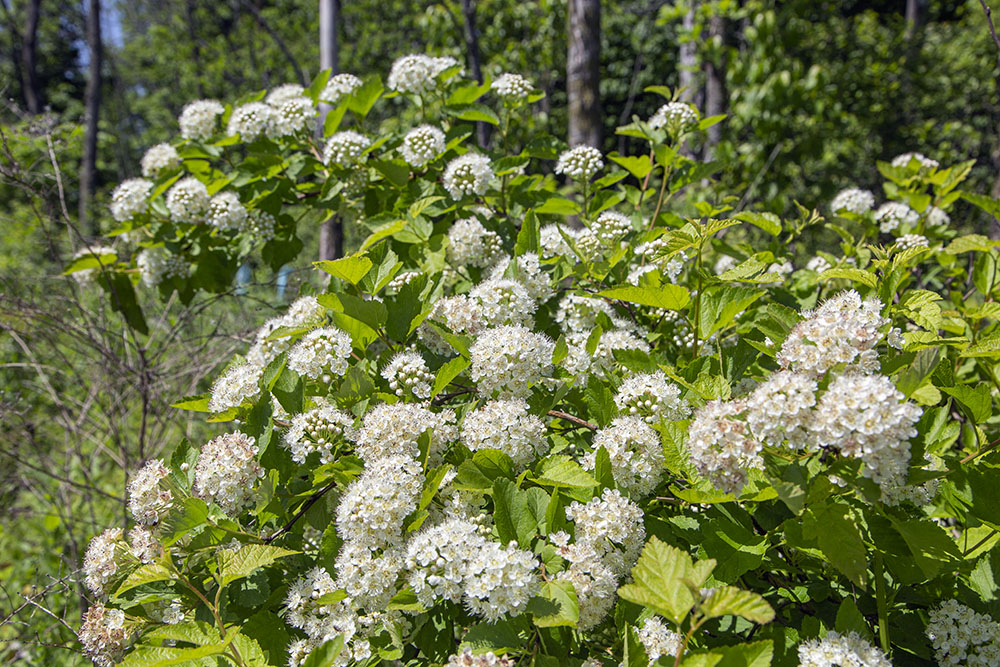 Common ninebark, a flowering shrub.