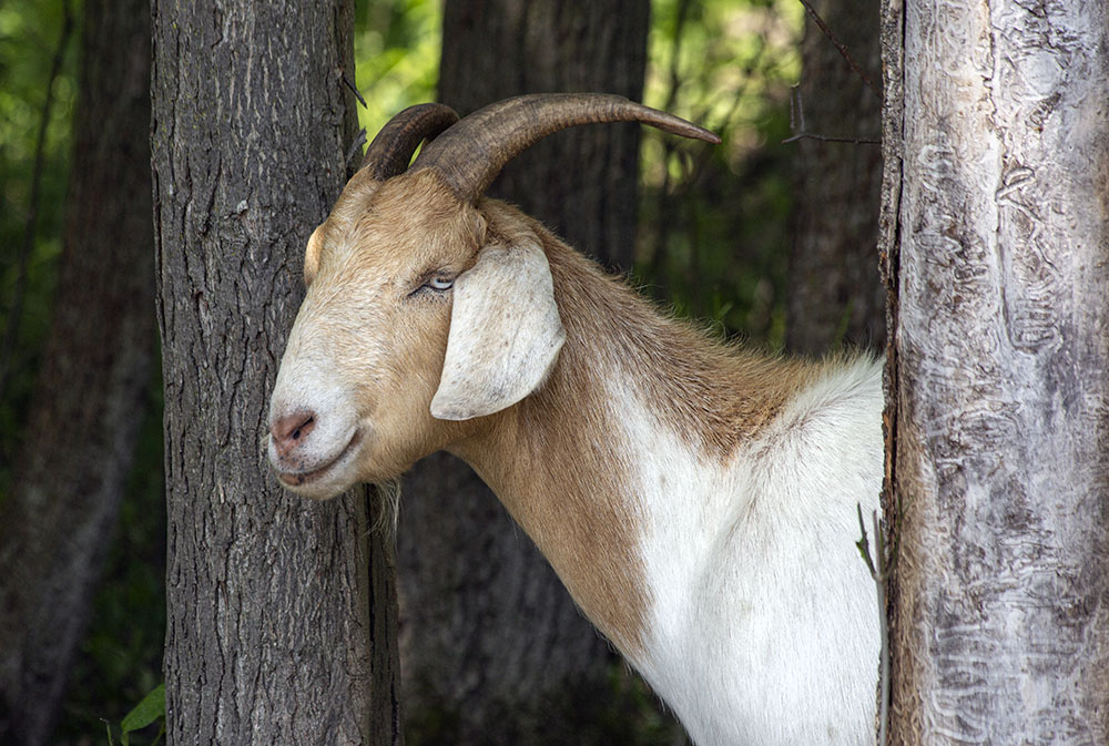 A grazing goat in the woodland.