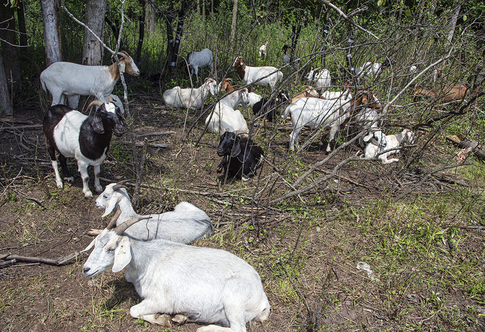 The herd takes a siesta in the afternoon sun.