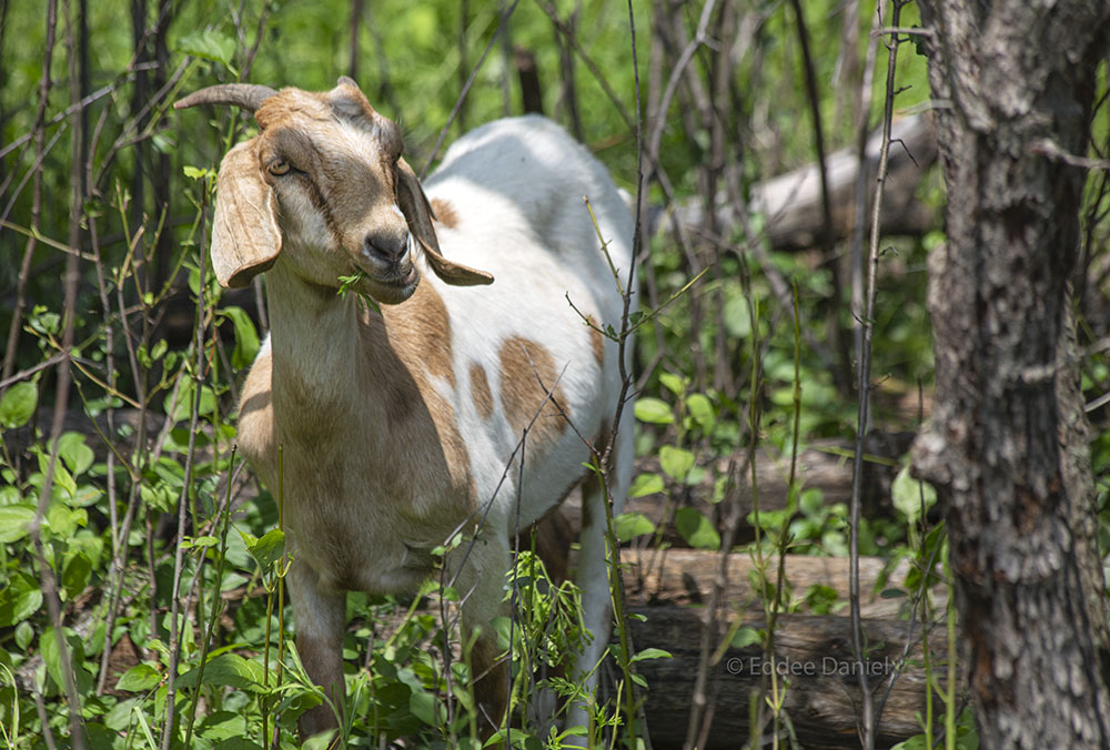 A goat munching on buckthorn leaves.