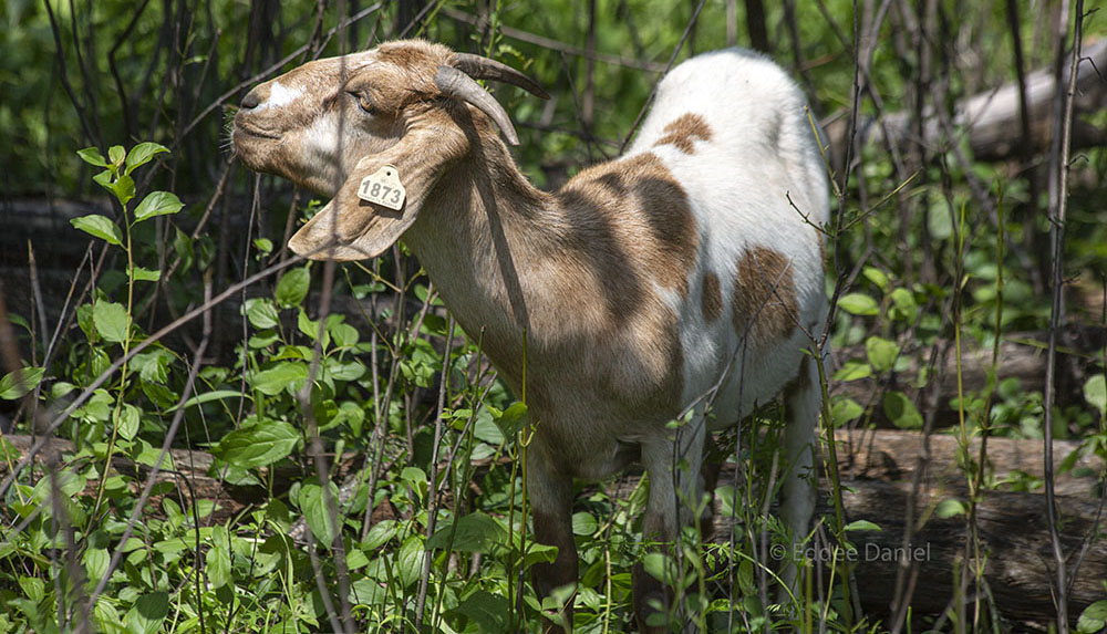 goat grazing on buckthorn