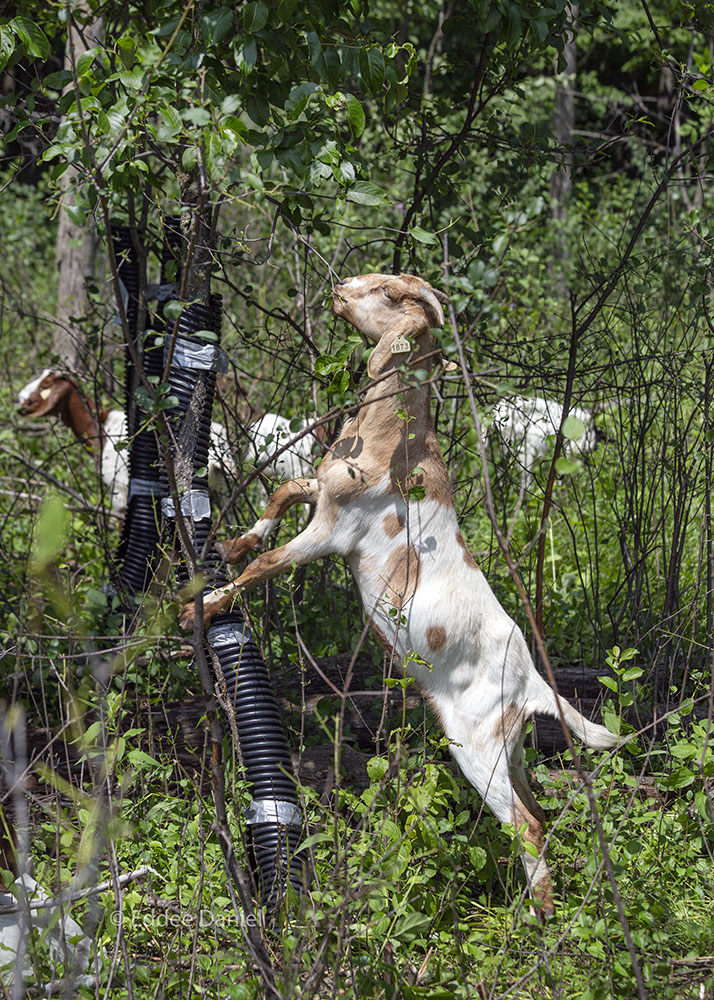 Having eaten most of the easily reachable foliage, goats will stretch for taller tree trunks.