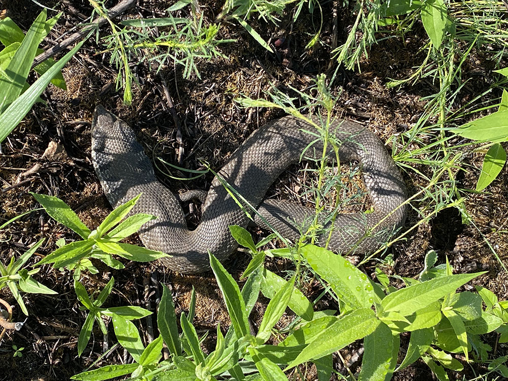 Eastern hognose snake soaking up the morning sunshine.