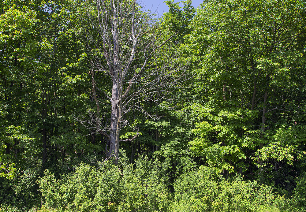 Pukaite Woods thicket.