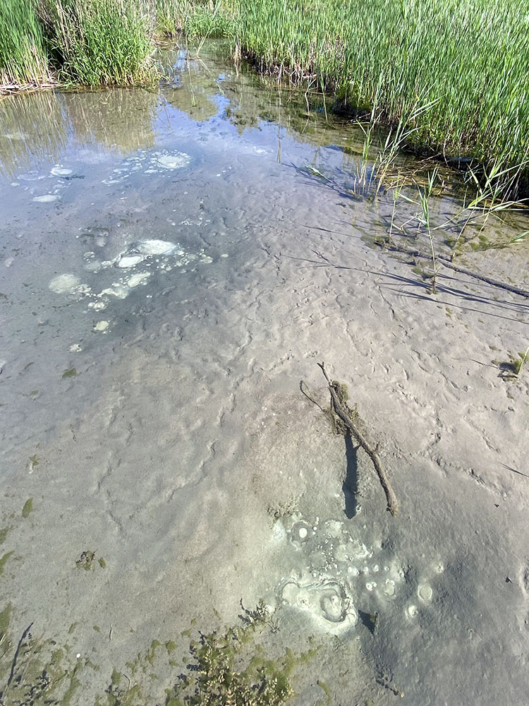 Fresh spring water bubbling up from the ooze of an open pond. 