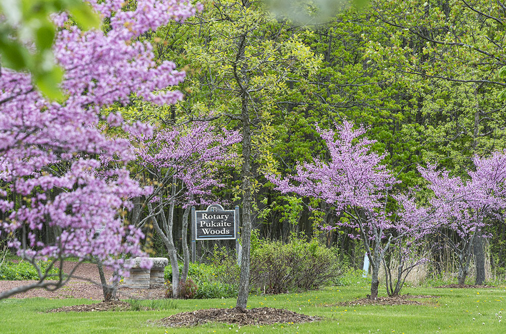 Rotary Pukaite Woods trailhead with flowering trees.