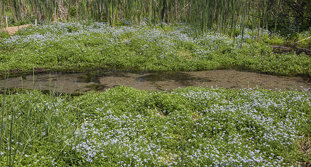 Patches of forget-me-nots line Scuppernong Creek