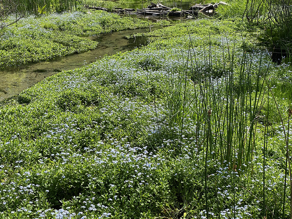 Vast patches of blooming forget-me-nots line the creek.