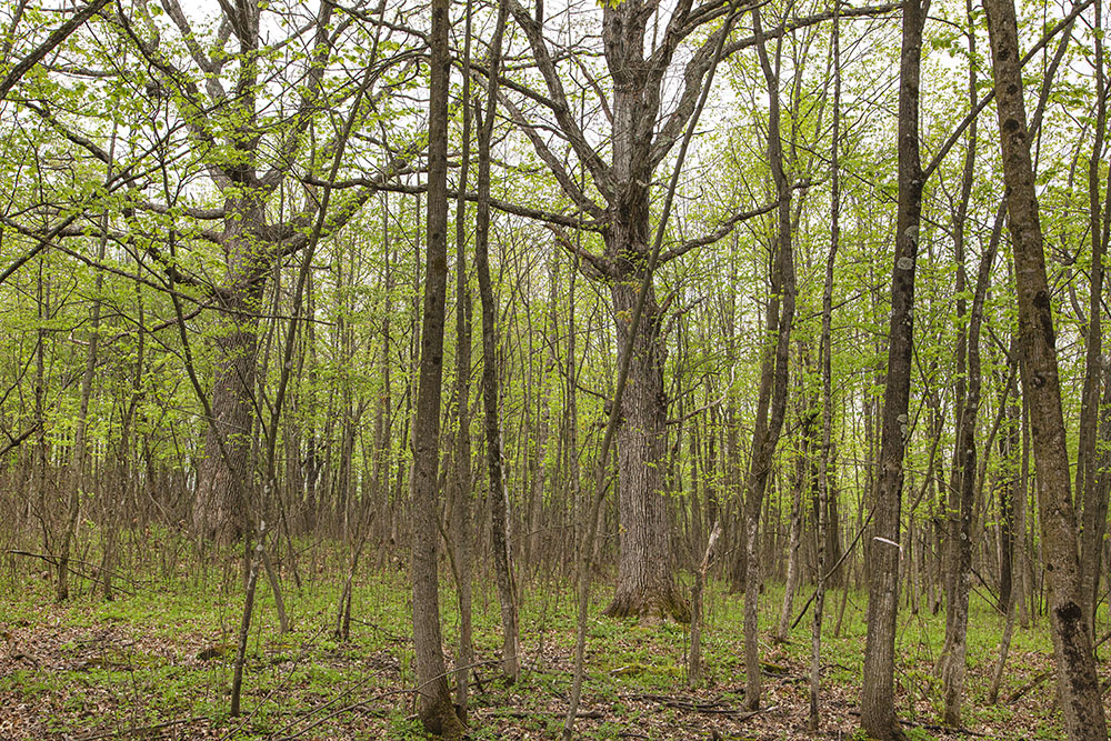 The woodland budding out in spring, leaving a band of defoliated stems near the ground.