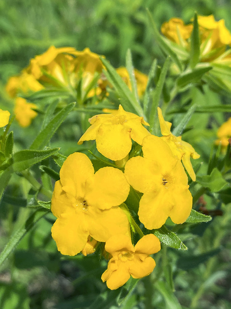 Hairy puccoon blossoms.