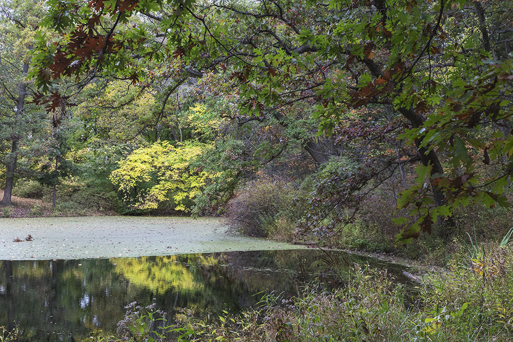 At only 15.4 acres, Holler Park in Milwaukee is one of the smaller County Parks, but approximately two thirds of it is left as a natural respite for the neighborhood.