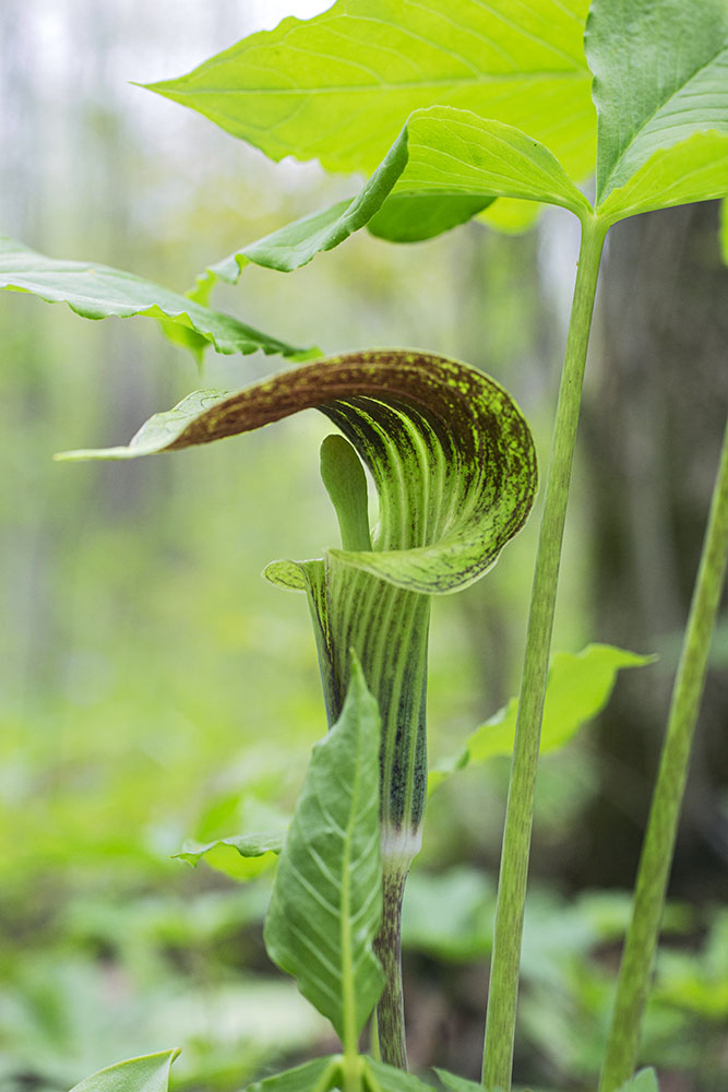 Jack in the pulpit, another spring ephemeral.