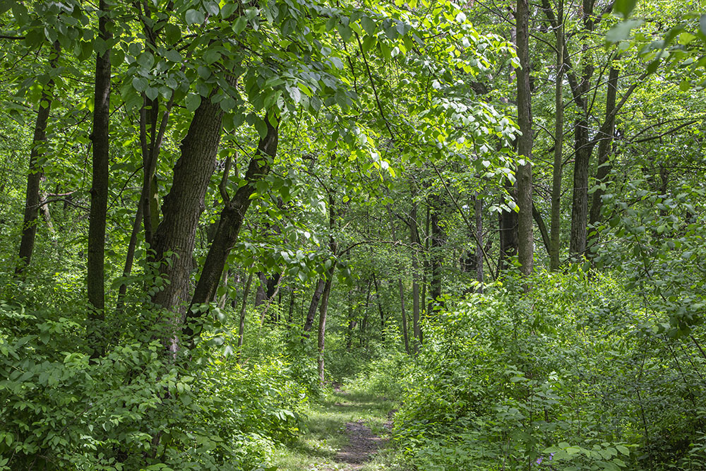 As in many inner city parks, the woodlot in Jackson Park, Milwaukee, makes up just a small portion of the park's 113.2 acres, but has an outsized role in providing a patch of nature for the surrounding community.