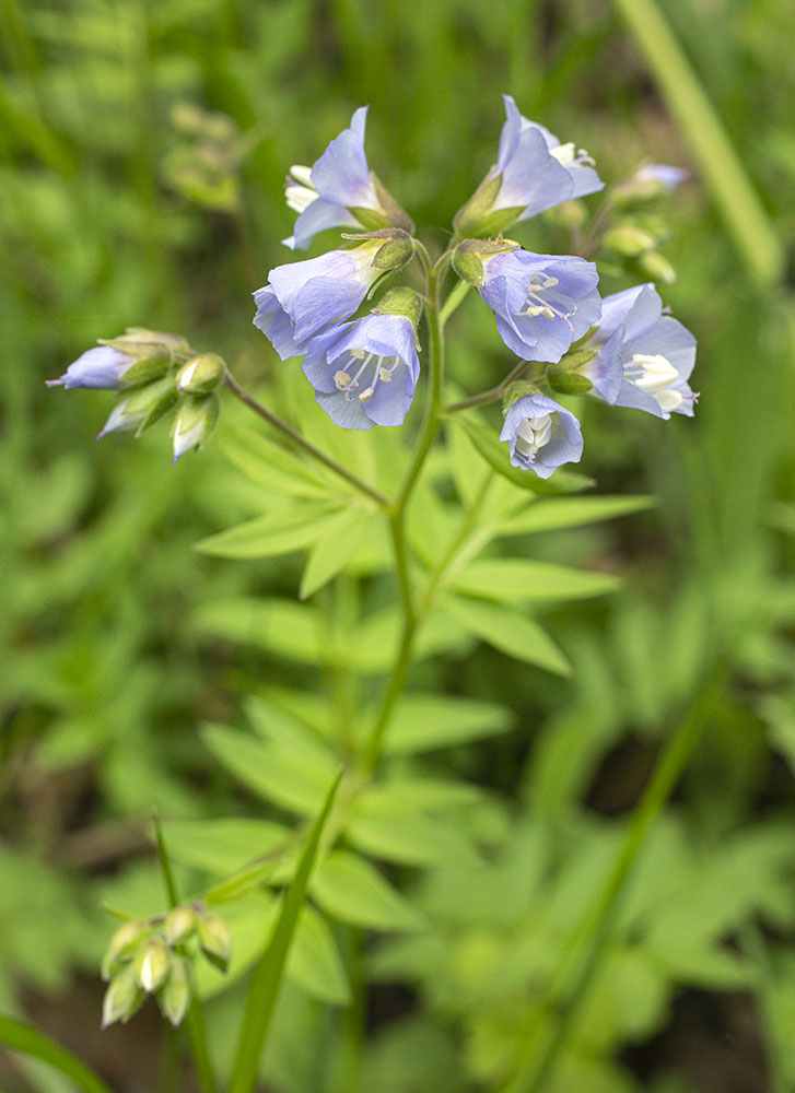 Jacob's ladder, a spring ephemeral wildflower.