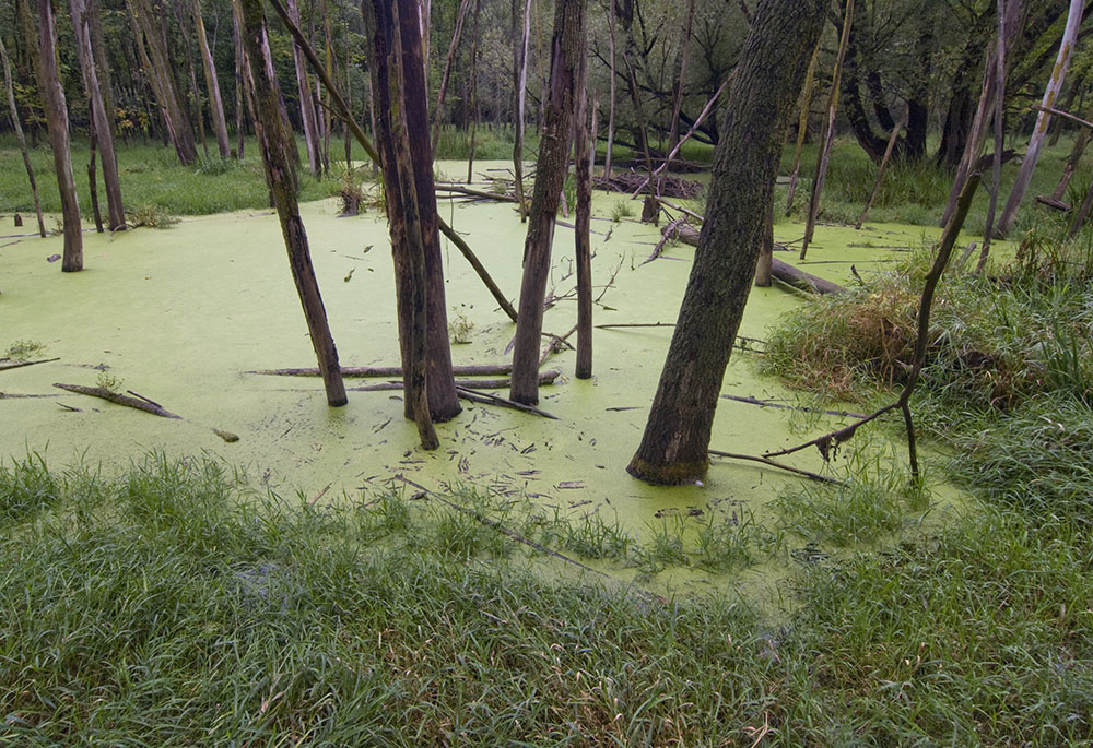 A wetland pond in a section of the 868.2-acre Little Menomonee River Parkway, second largest property in the Milwaukee County Parks System. Much of this parkway was affected by a toxic Superfund site in its upstream reaches. Although the site and river were subject to a Superfund clean up, which involved re-channeling several miles of the river, some residual pollution remains in the soils.