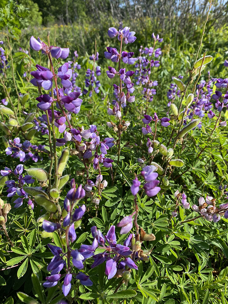 An explosion of flowering lupines.