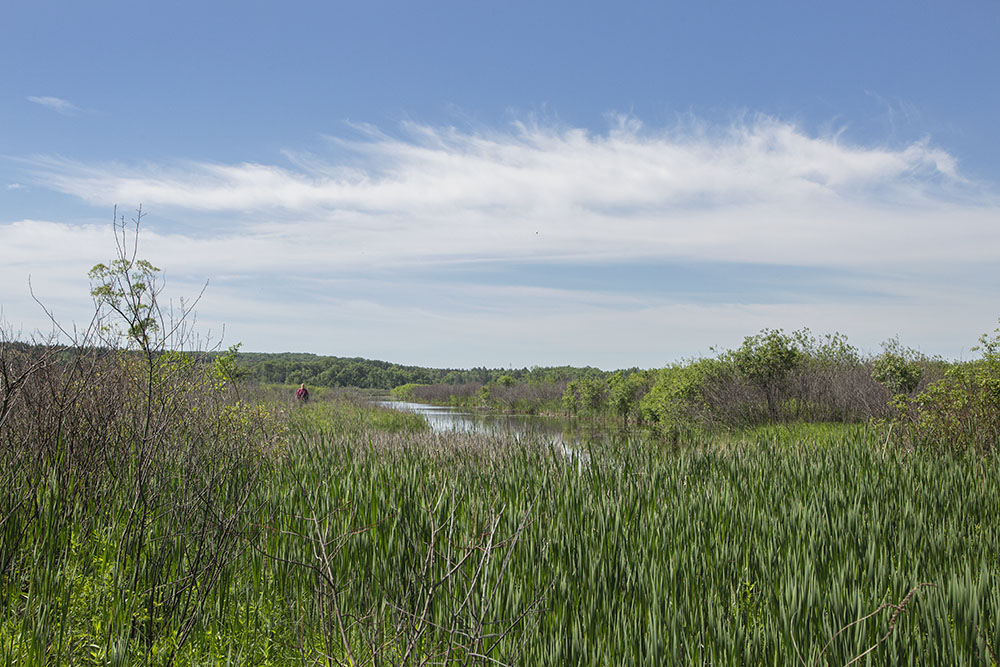 A spur of the Scuppernong Springs Trail leads into the marsh and a long, thin pond that has filled in the historic marl pit.