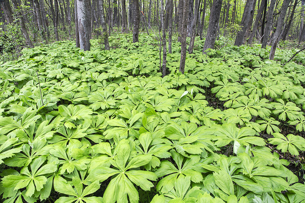 A patch of mayapples, a spring ephemeral wildflower.