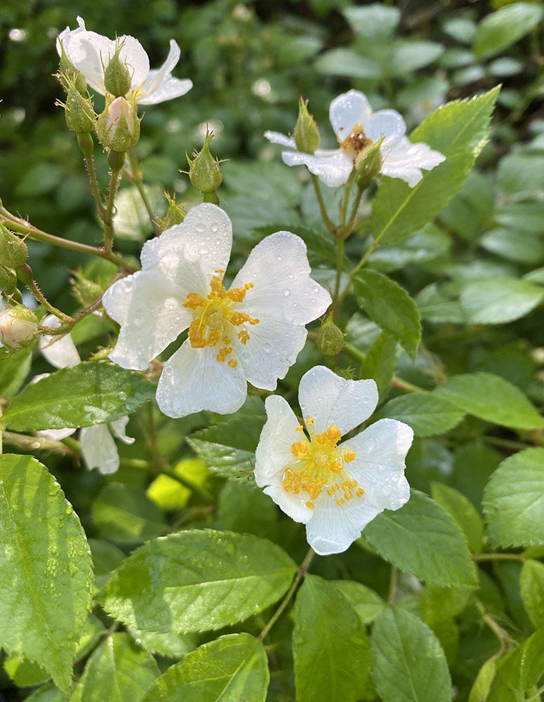 Multiflora rose blossoms.