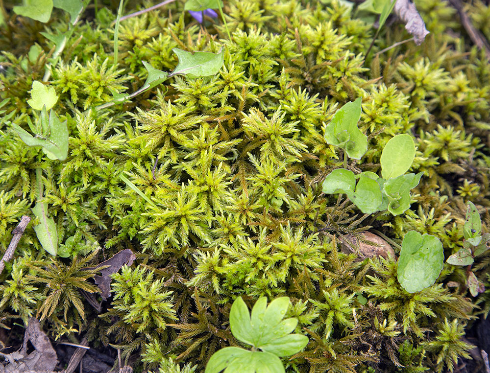 Sphagnum moss appears in damp sections of the ground cover.