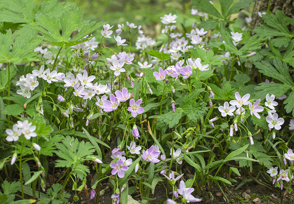 Tiny and delicate, spring beauties are among the many wildflowers that have bounced back in the newly cleared woodland.