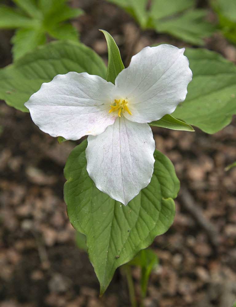 The ever-popular white trillium, another spring ephemeral wildflower.