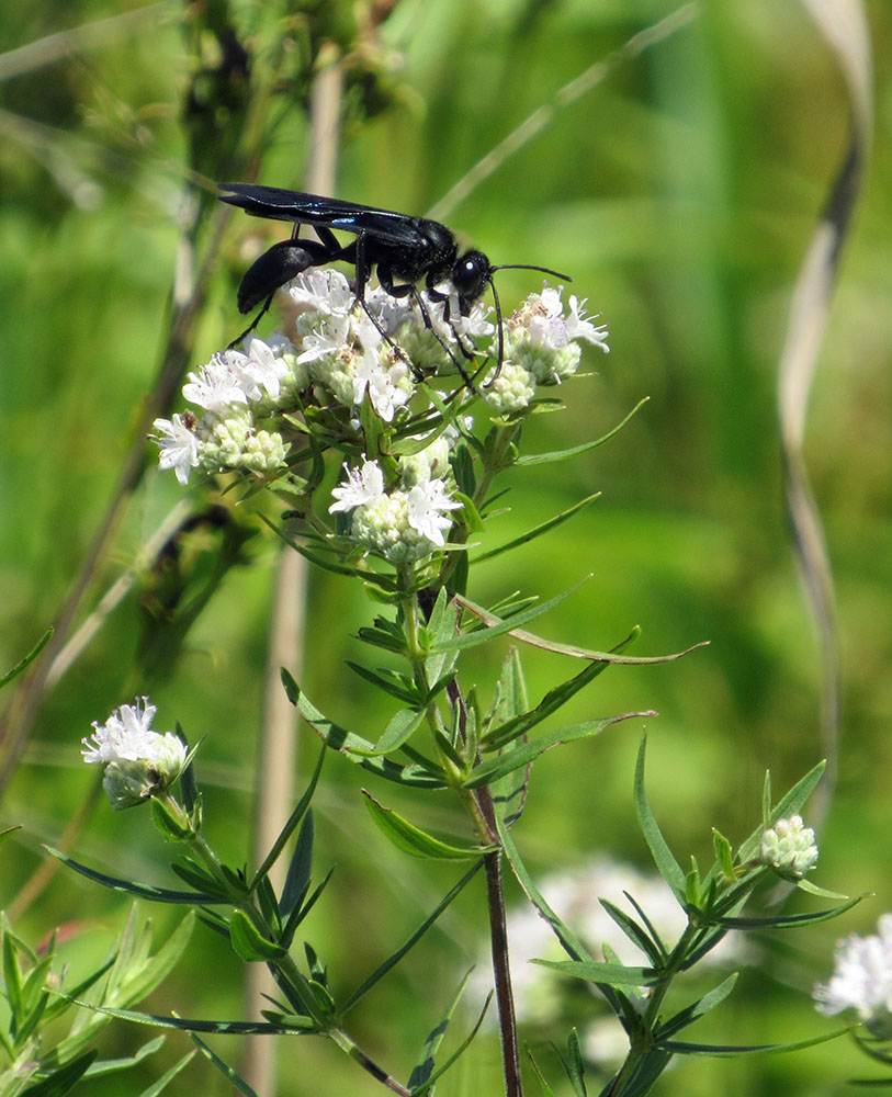 Great Black Wasp on Virginia Mountain Mint.