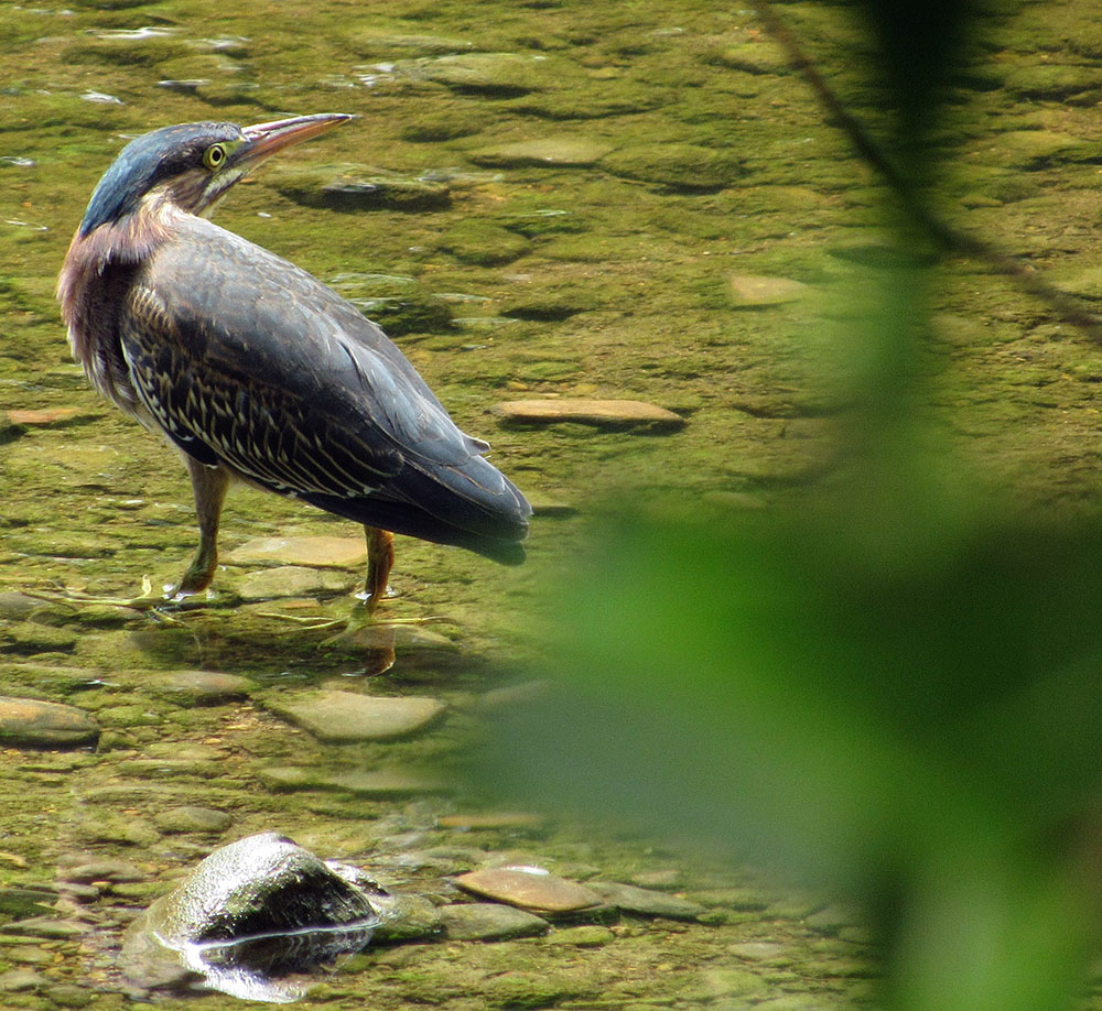 Green Heron.