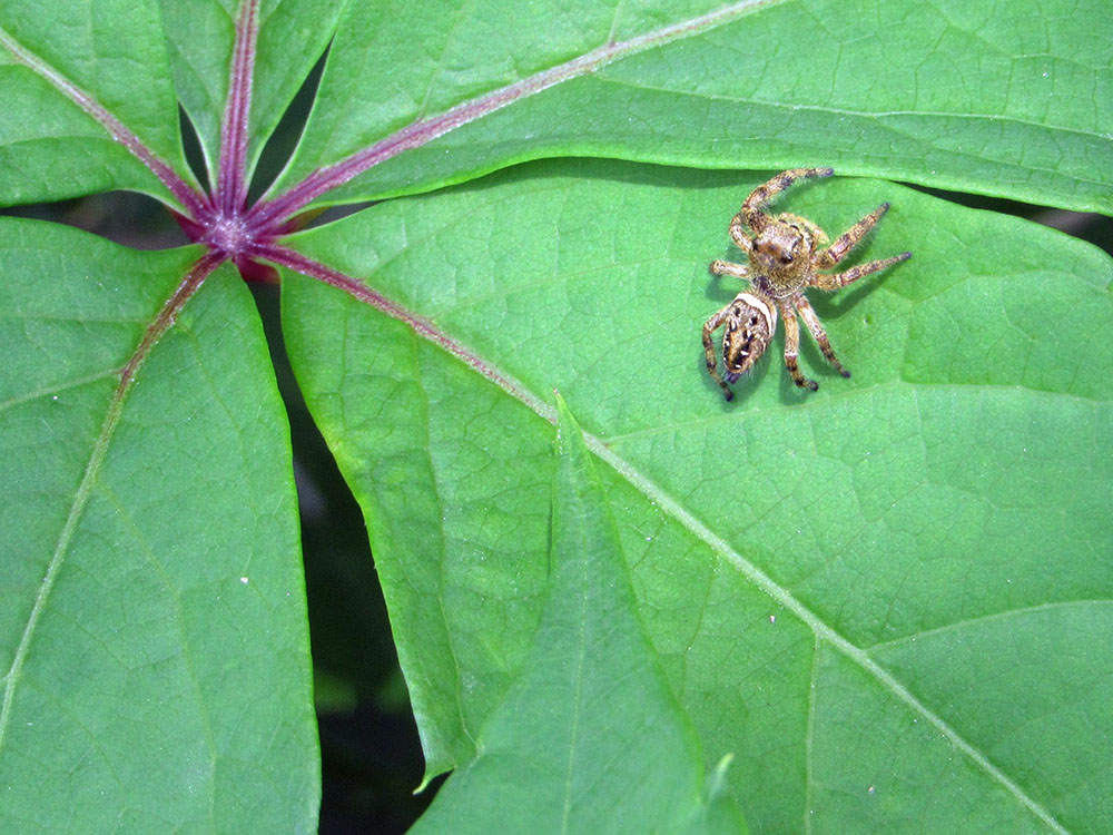 Female Brilliant Jumping Spider (we think).