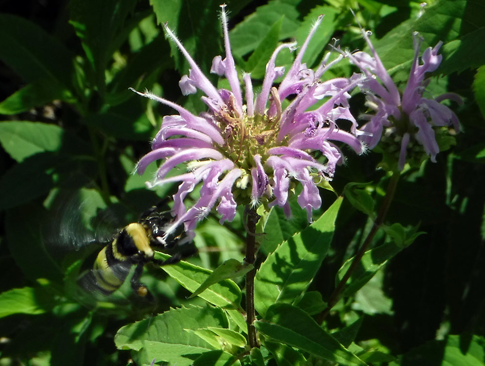 A bee approaching a bee balm blossom.