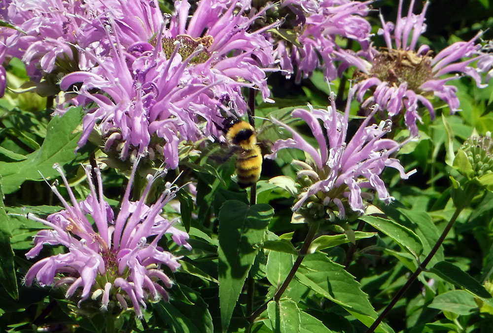 A bee on a bee balm blossom!