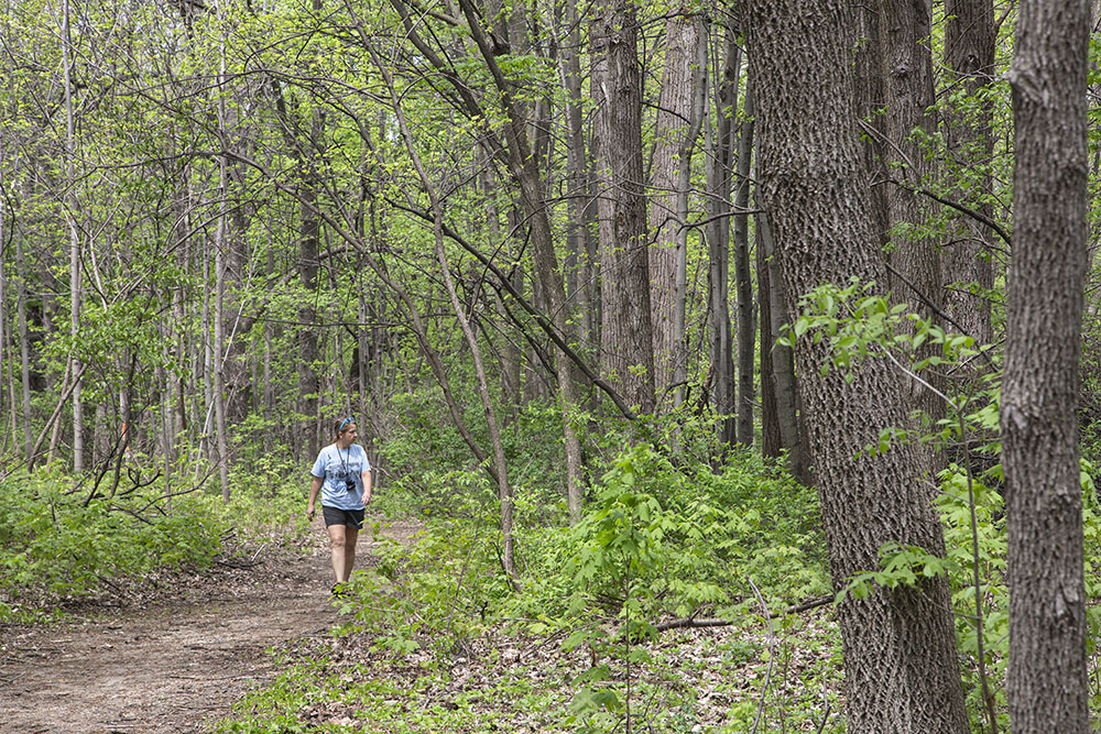 Milwaukee Riverkeeper Cheryl Nenn, who helped with the seeding, takes a walk in Sanctuary Woods along one of the historic walkways near the former sunken gardens.