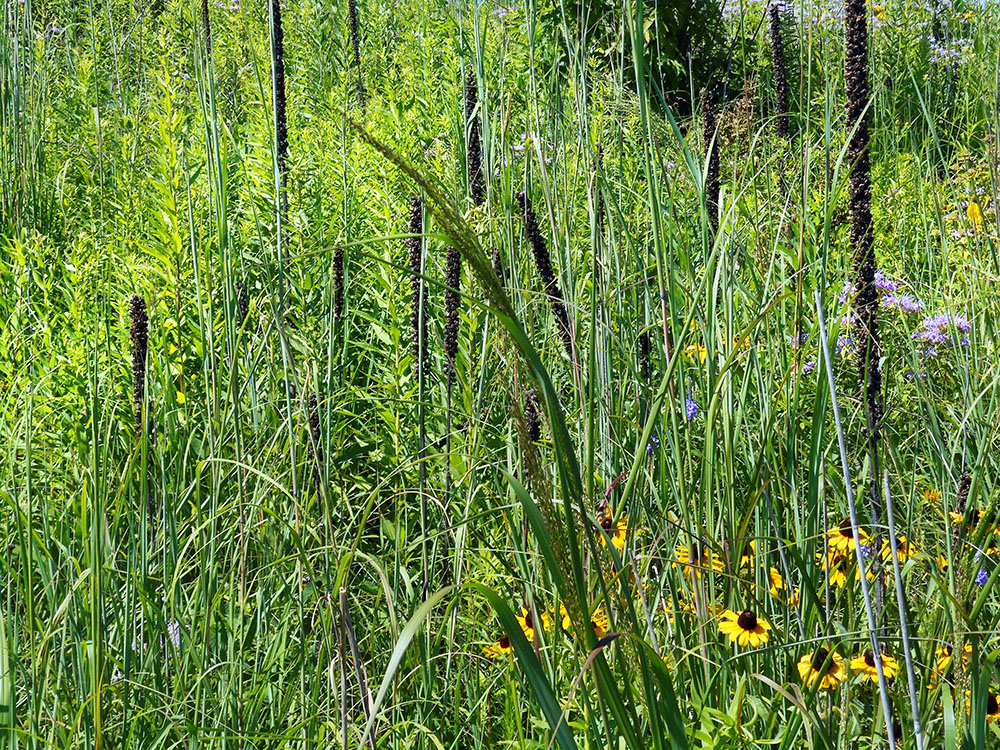 Hillside Grasses and Wildflowers.