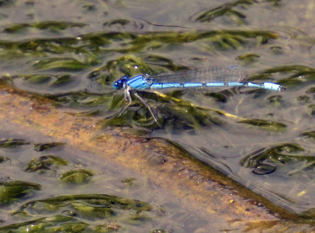 Bluet Damselfly.