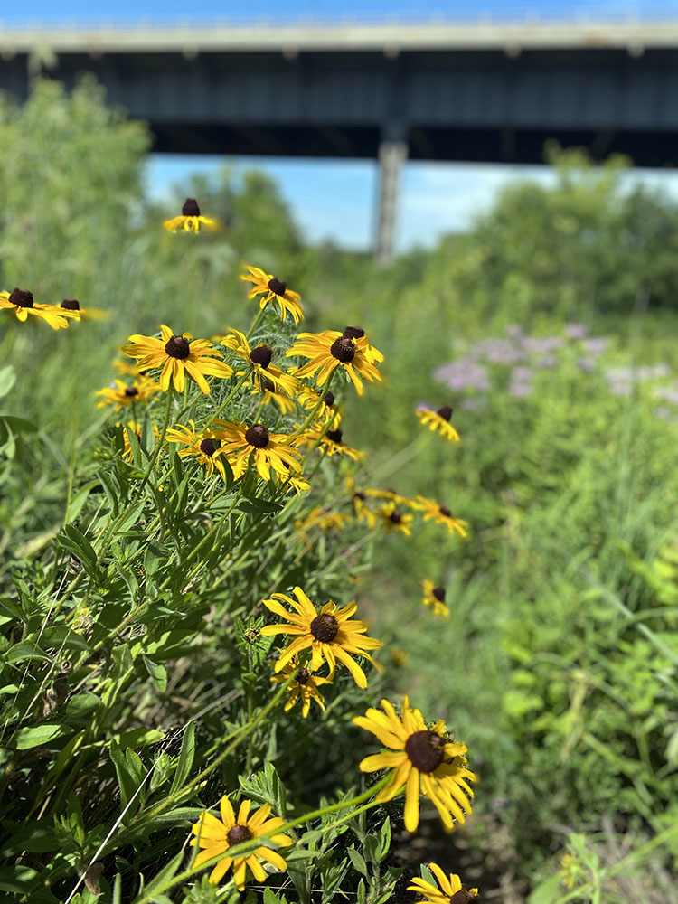 Wildflowers and Viaduct.