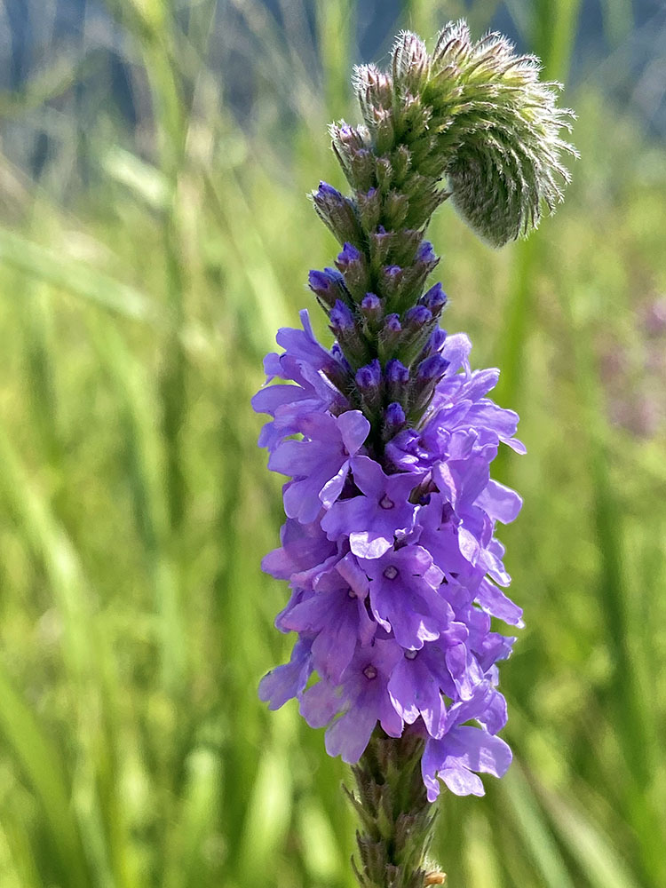 Hoary Vervain.